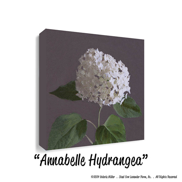 AnnabelleHydrangeacanvasprint2