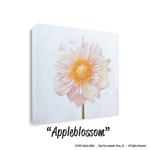 Appleblossom Dahlia Art Print