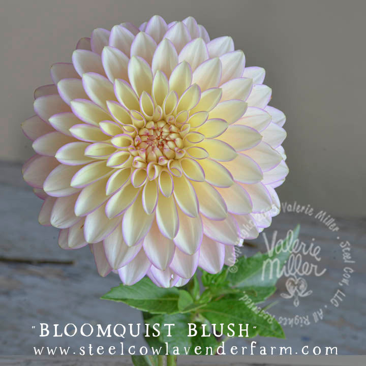 BLOOMQUIST BLUSH TUBER