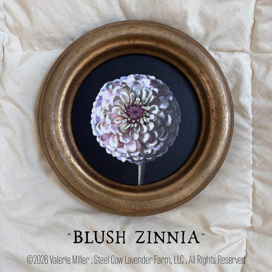 BLUSH ZINNIA