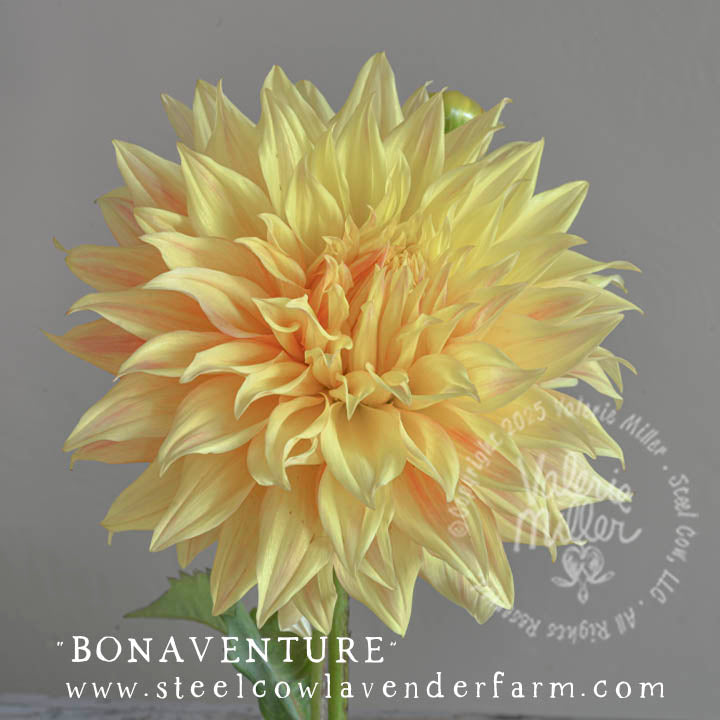 BONAVENTURE DAHLIA TUBER