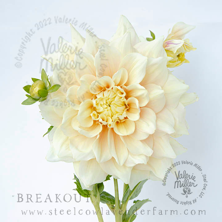 BREAKOUT DAHLIA TUBER