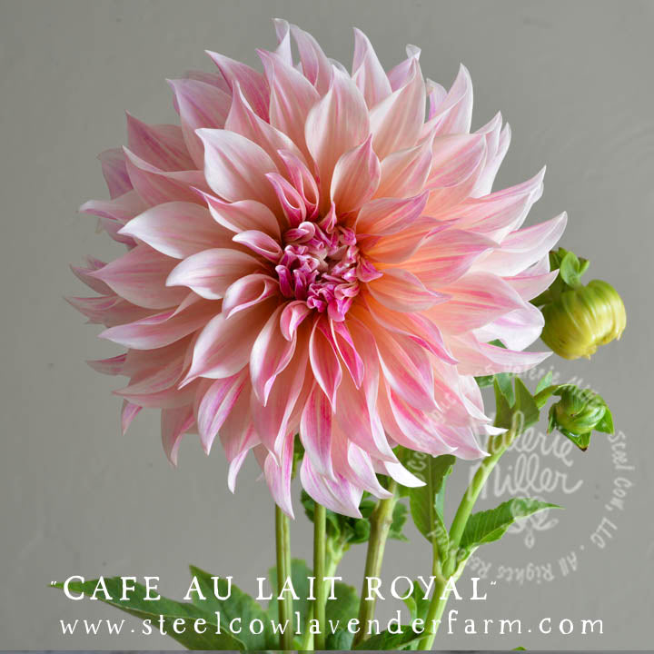 CAFE AU LAIT ROYAL DAHLIA TUBER