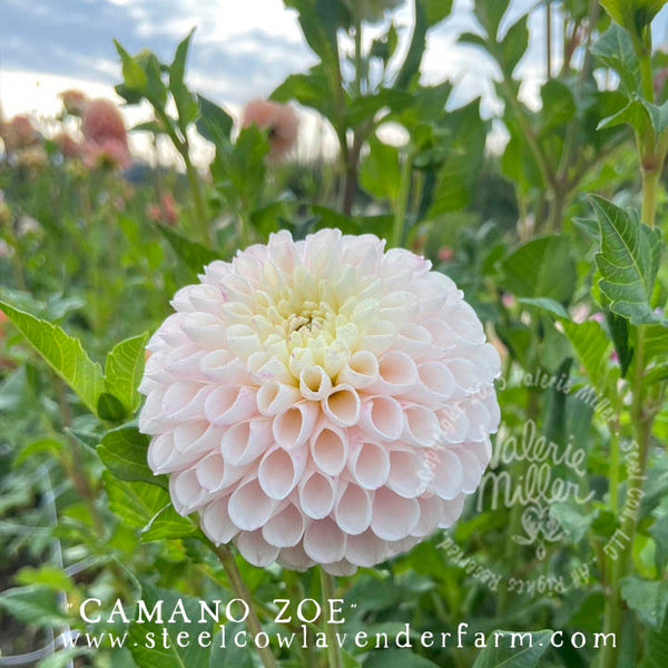 CAMANO ZOE DAHLIA TUBER - Steel Cow Lavender Farm