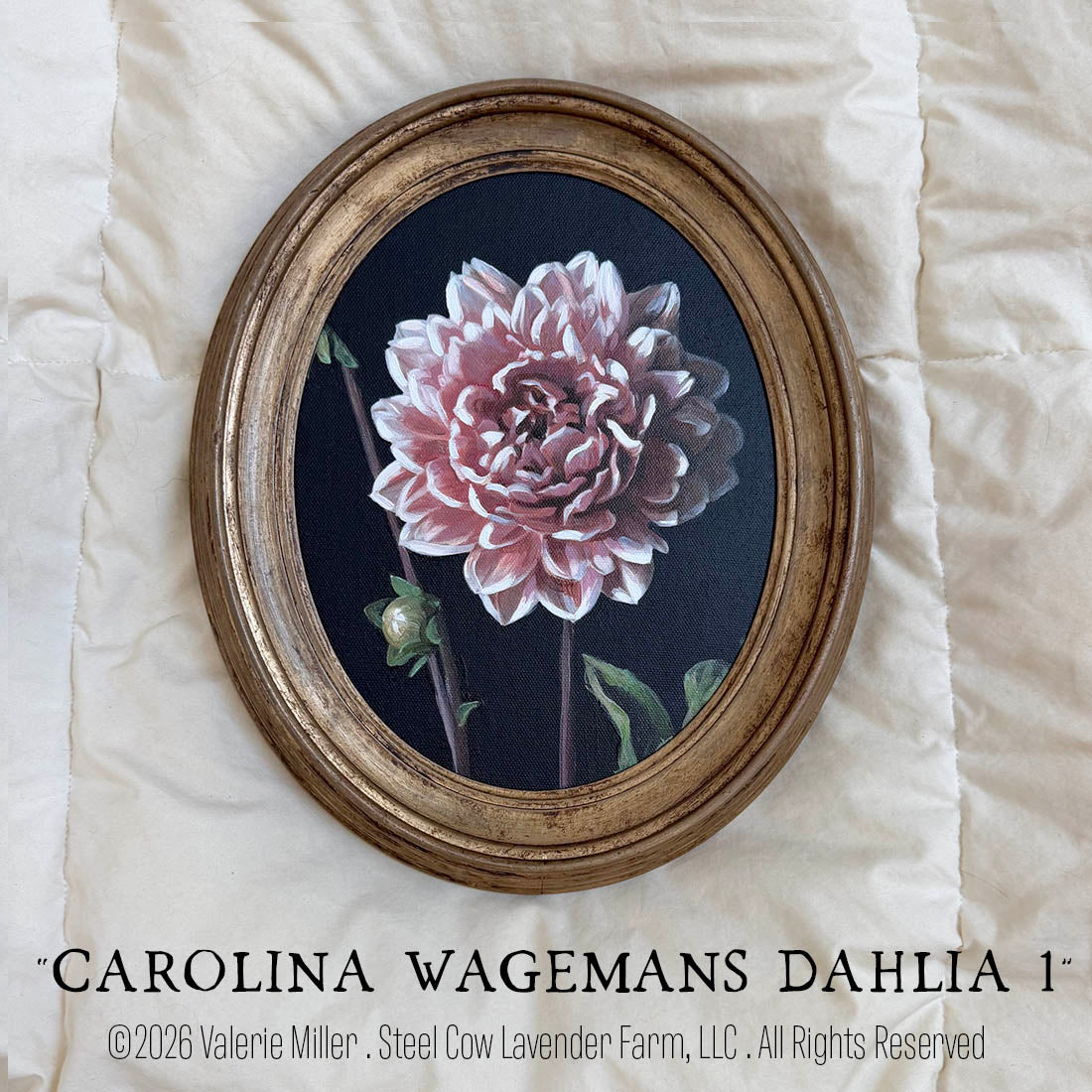CAROLINA WAGEMANS DAHLIA 1