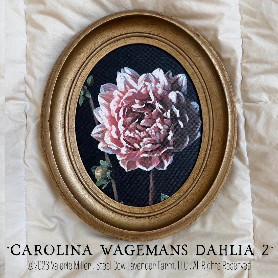 CAROLINA WAGEMANS DAHLIA 2