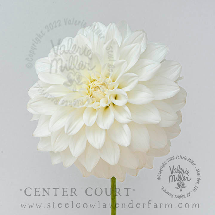 CENTER COURT DAHLIA TUBER