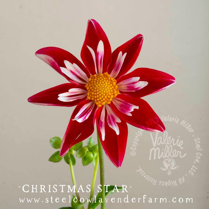CHRISTMAS STAR DAHLIA TUBER
