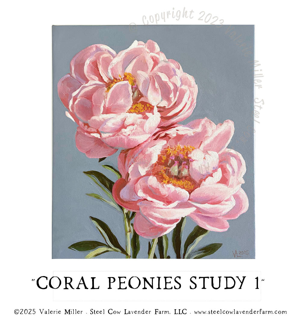 CORAL PEONIES STUDY 1