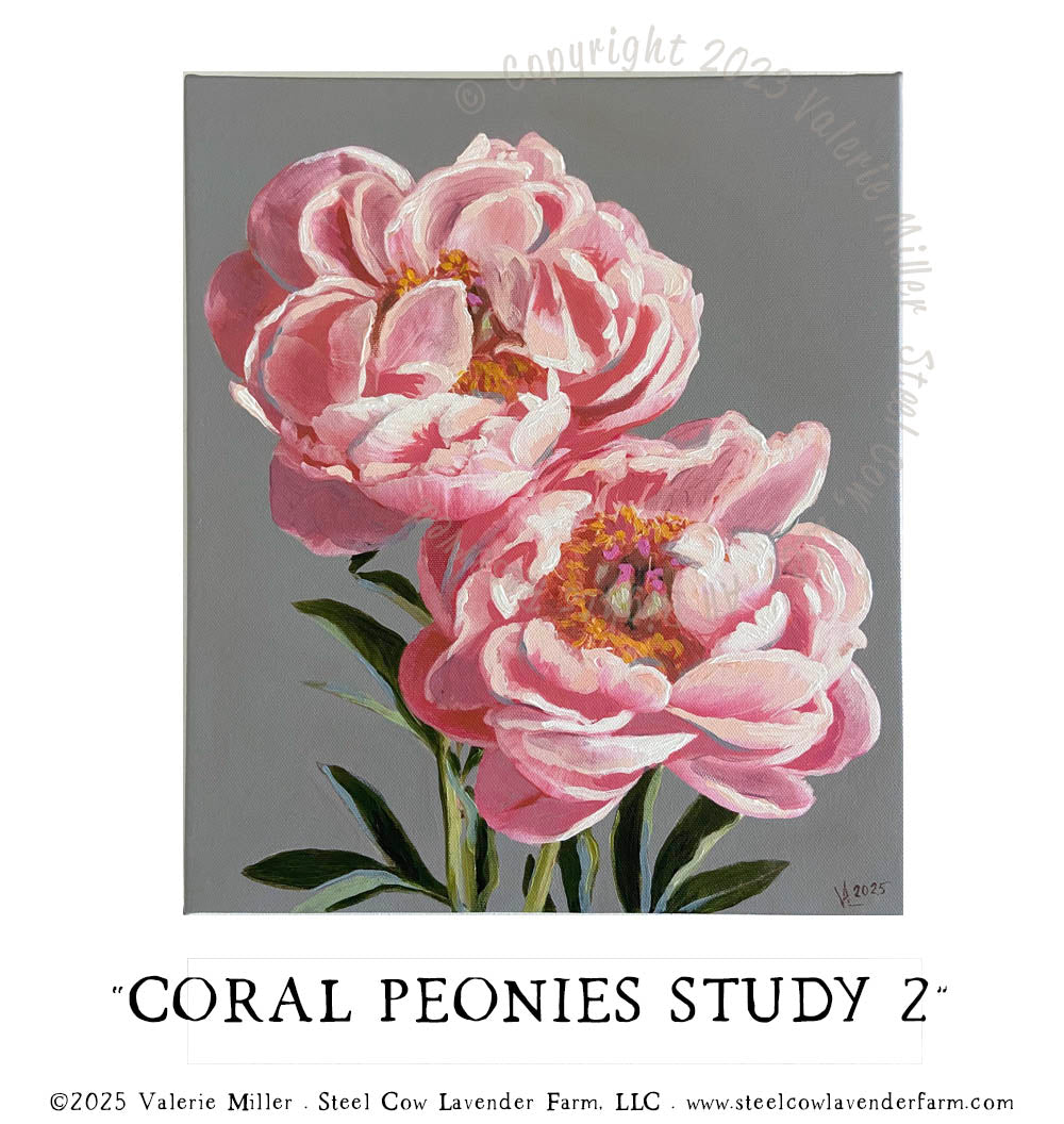 CORAL PEONIES STUDY 2