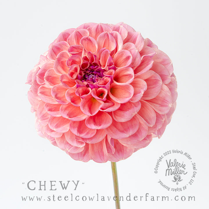CHEWY DAHLIA TUBER