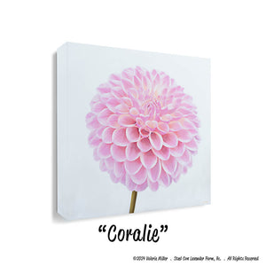 Coralie Dahlia Art Print