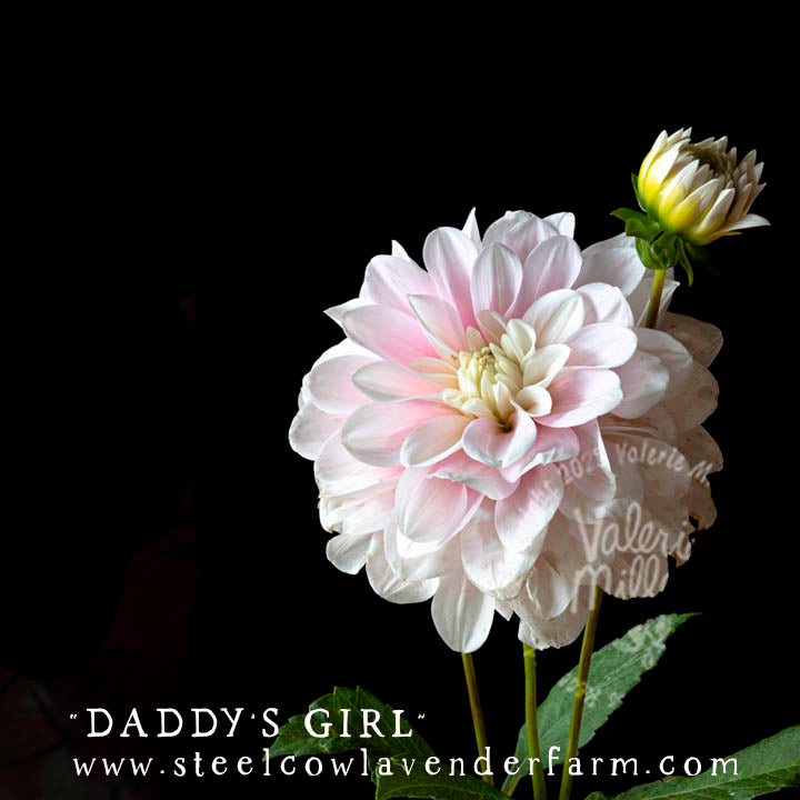 DADDY'S GIRL DAHLIA TUBER