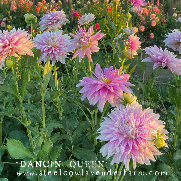 DANCIN' QUEEN DAHLIA TUBER