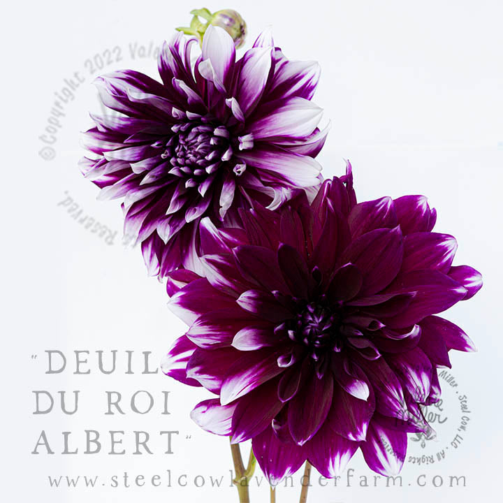 DEUIL DU ROI ALBERT DAHLIA TUBER