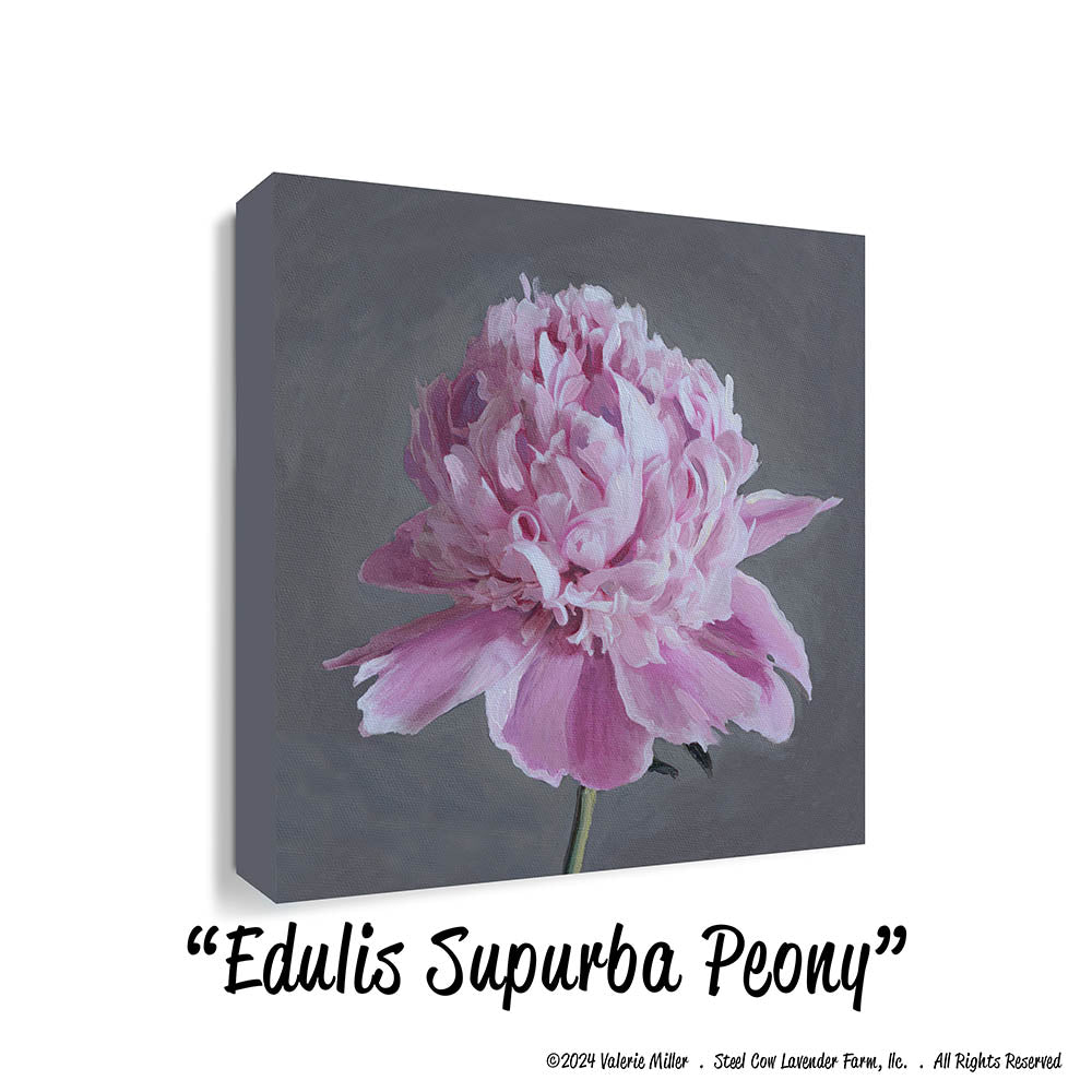 Edulis Supurba Peony (Canvas and Paper Print)