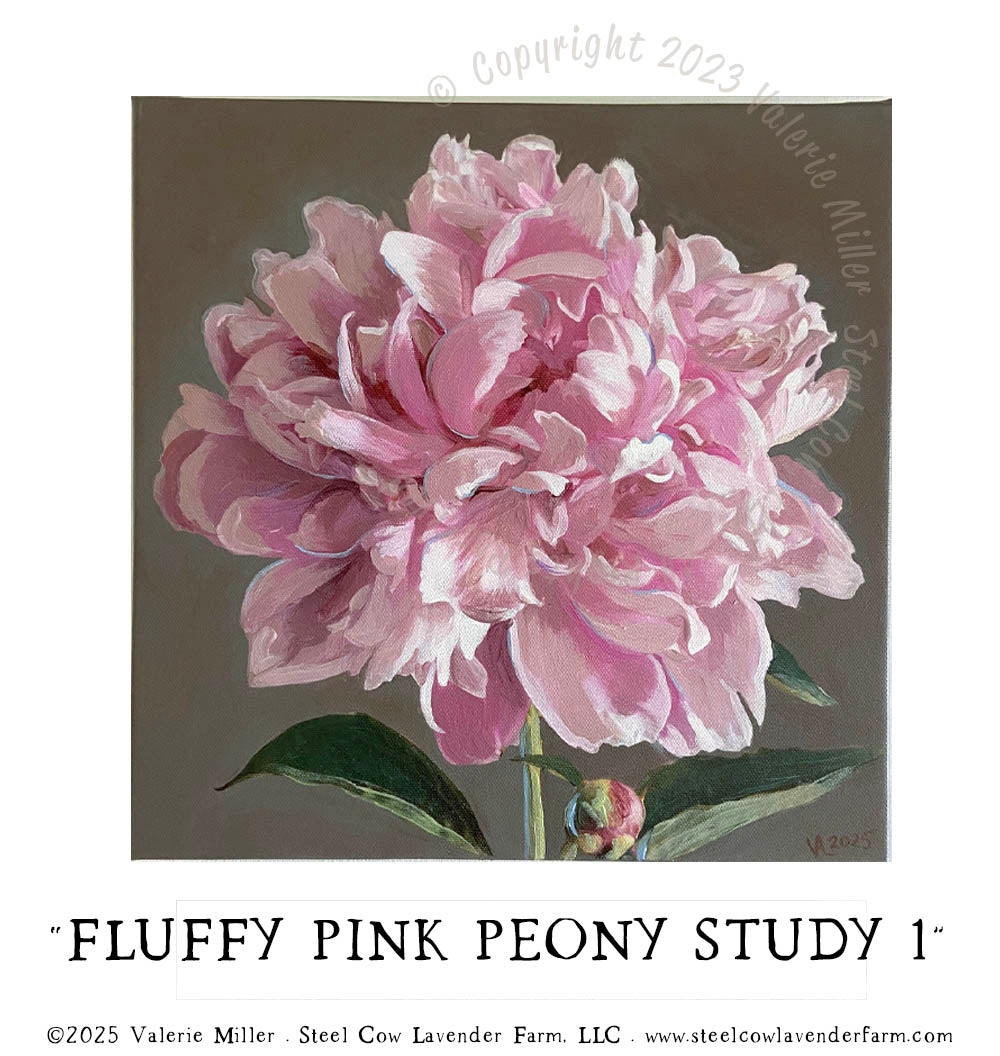 FLUFFY PINK PEONY STUDY 1