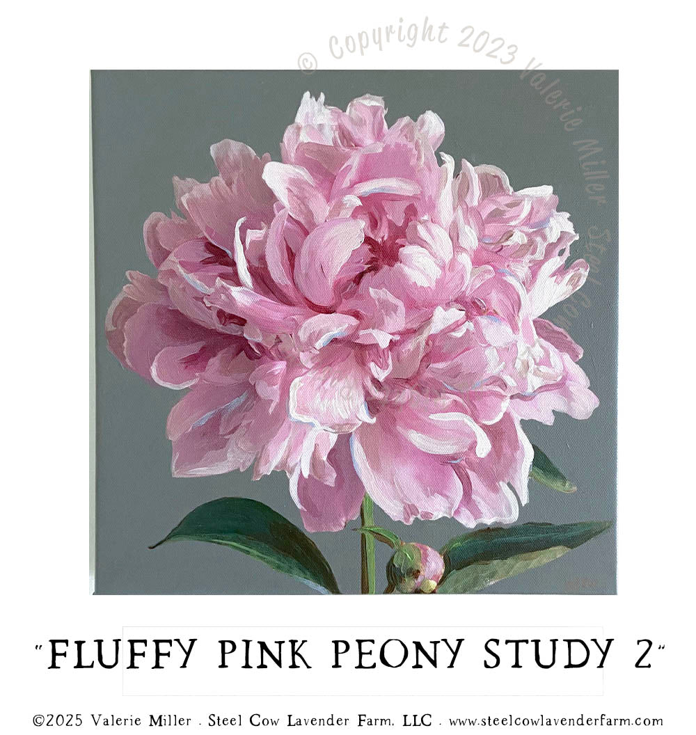 FLUFFY PINK PEONY STUDY 2