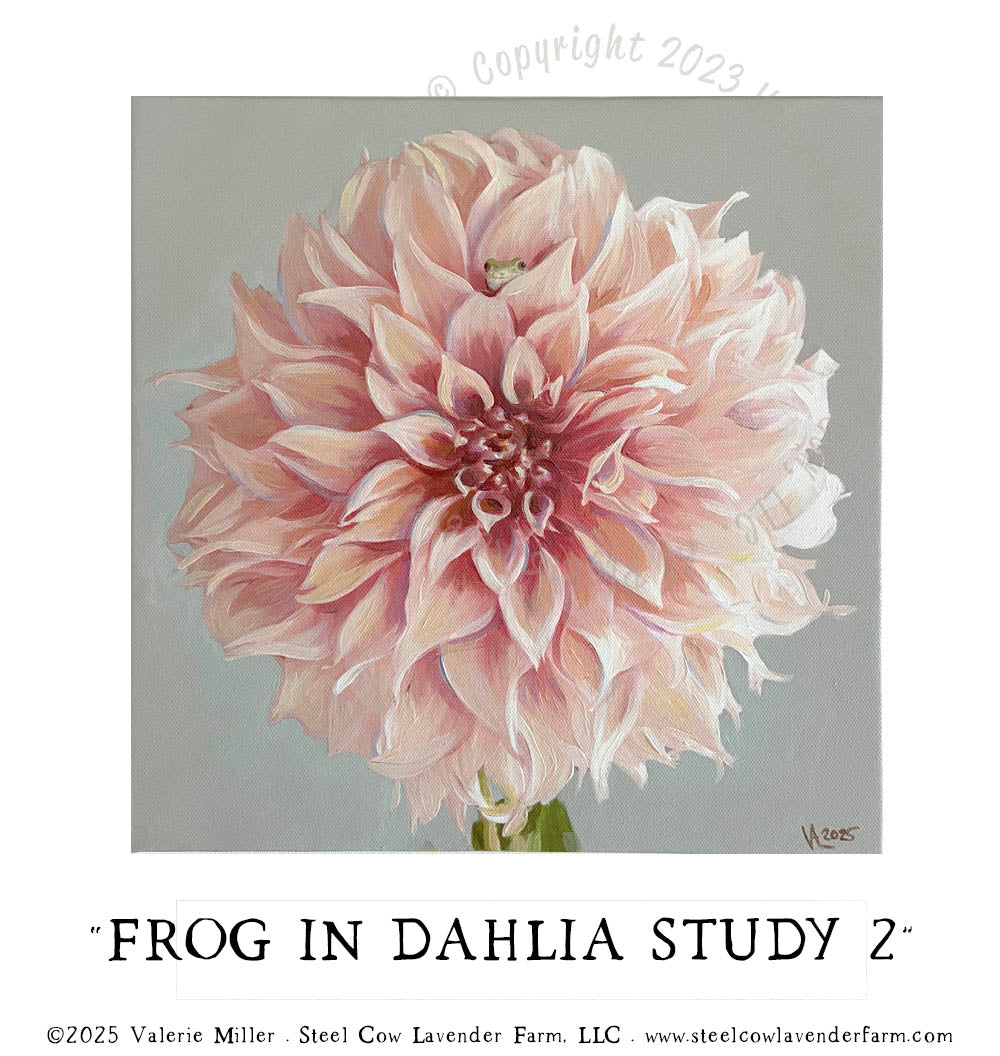FROG IN A DAHLIA STUDY 2