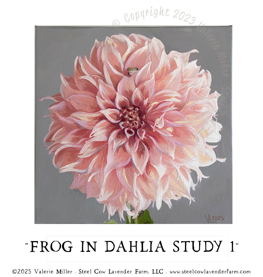 FROG IN A DAHLIA STUDY 1