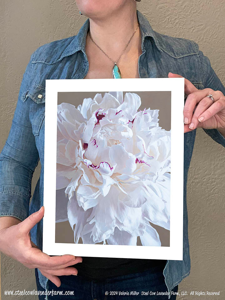 Festiva Maxima Peony Canvas/Paper Print