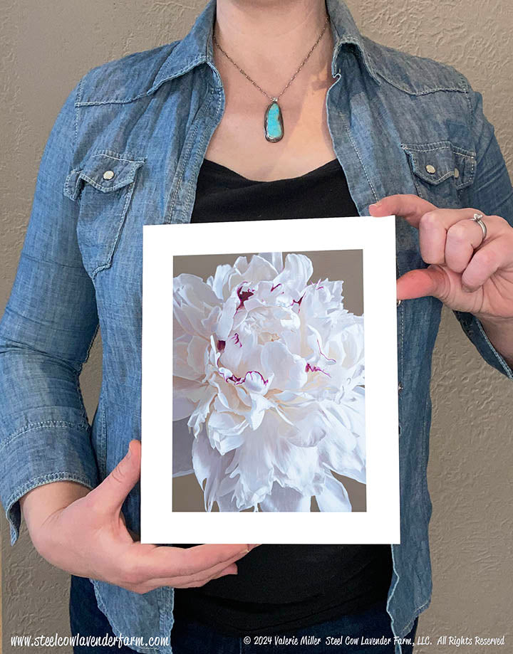 Festiva Maxima Peony Canvas/Paper Print