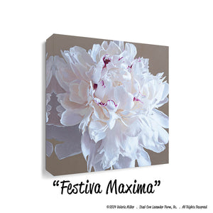 Festiva Maxima Peony Canvas/Paper Print