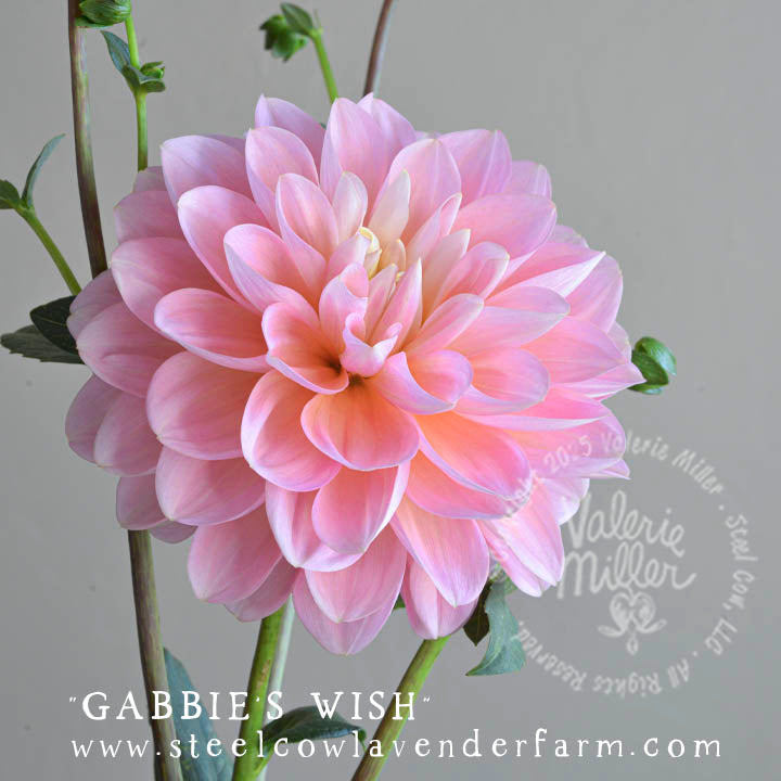 GABBIE'S WISH DAHLIA TUBER