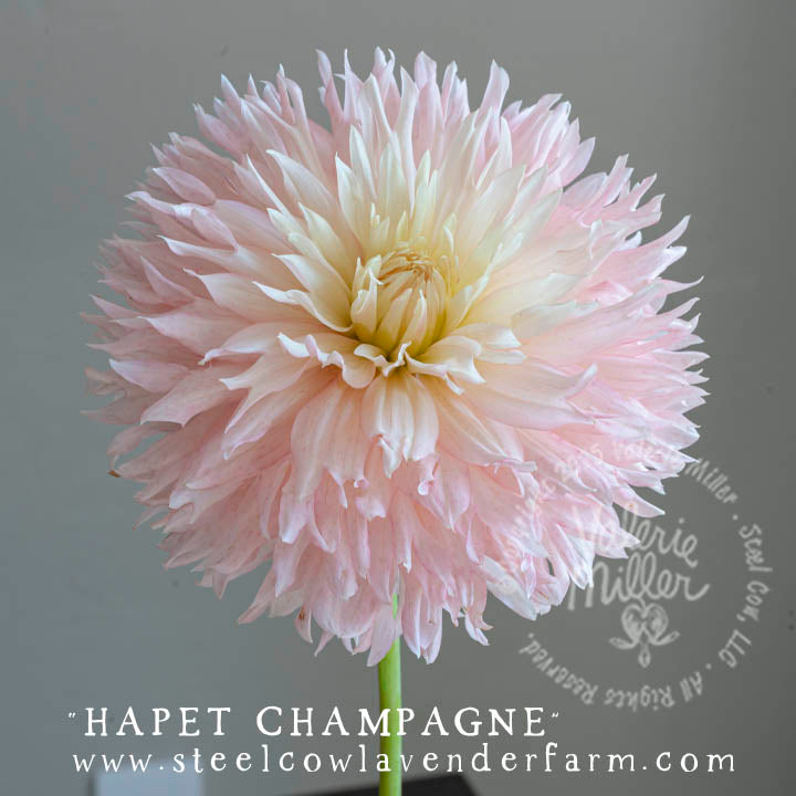 HAPET CHAMPAGNE DAHLIA TUBER