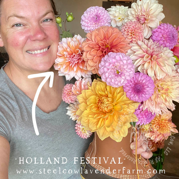 HOLLAND FESTIVAL DAHLIA TUBER