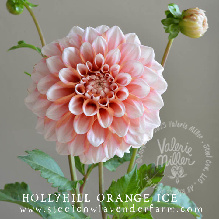 HOLLYHILL ORANGE ICE DAHLIA TUBER