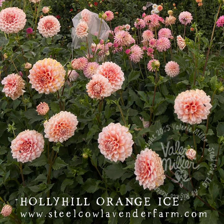 HOLLYHILL ORANGE ICE DAHLIA TUBER
