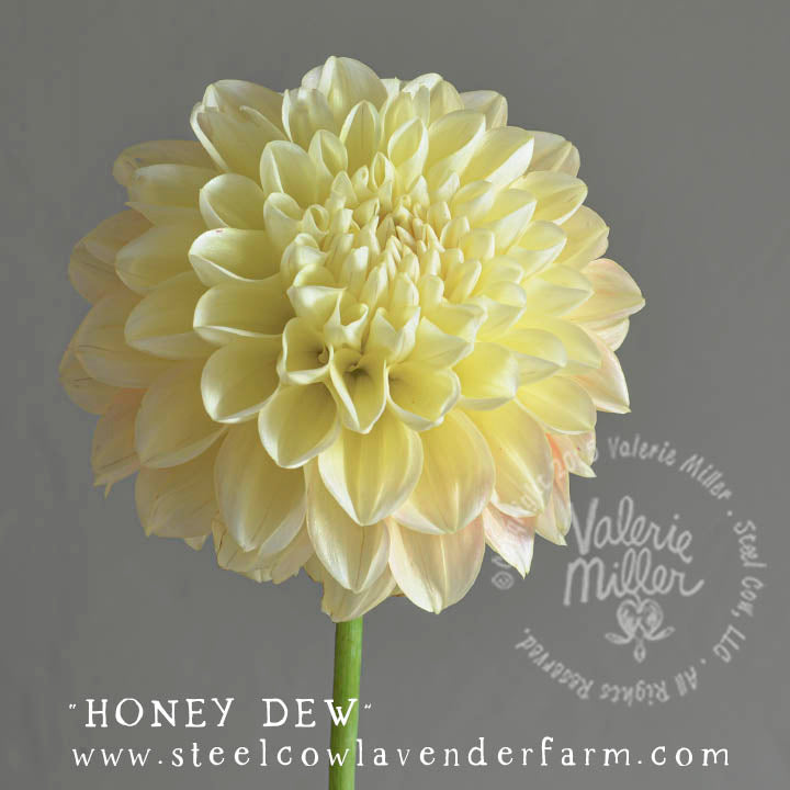 HONEY DEW DAHLIA TUBER