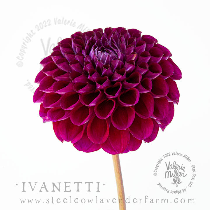 IVANETTI DAHLIA TUBER