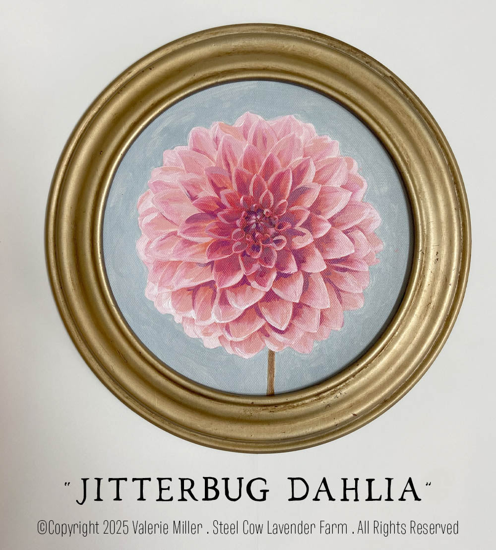 Jitterbug Dahlia