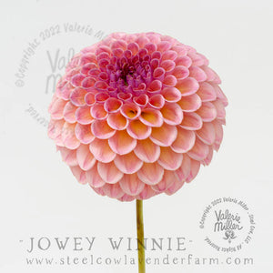 JOWEY WINNIE DAHLIA TUBER
