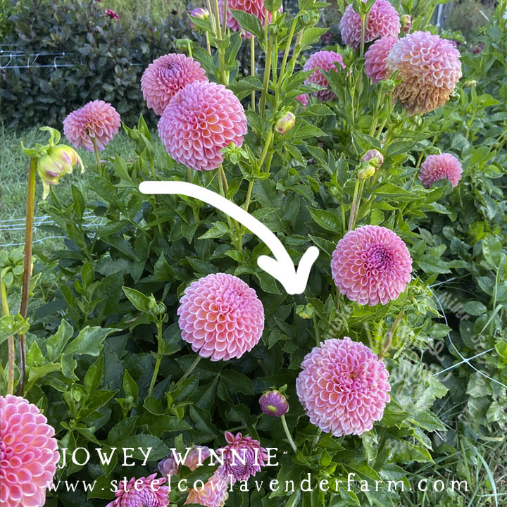 JOWEY WINNIE DAHLIA TUBER