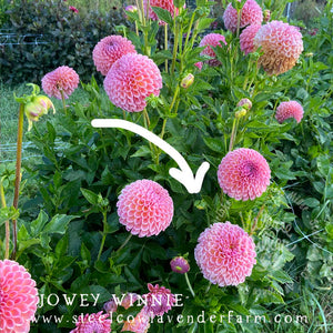 JOWEY WINNIE DAHLIA TUBER