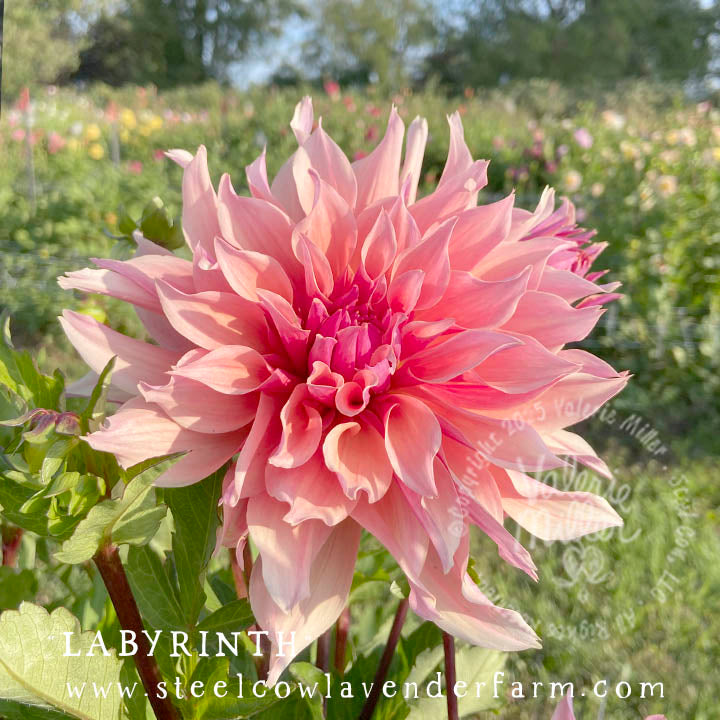 LABYRINTH DAHLIA TUBER