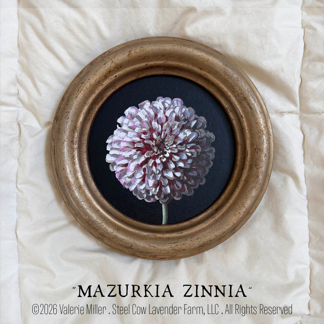 MAZURKIA ZINNIA