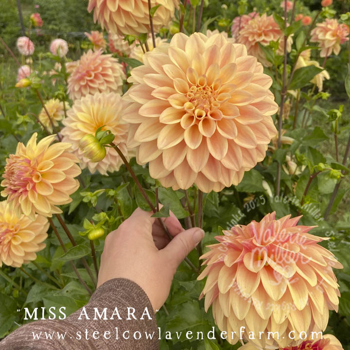 MISS AMARA DAHLIA TUBER