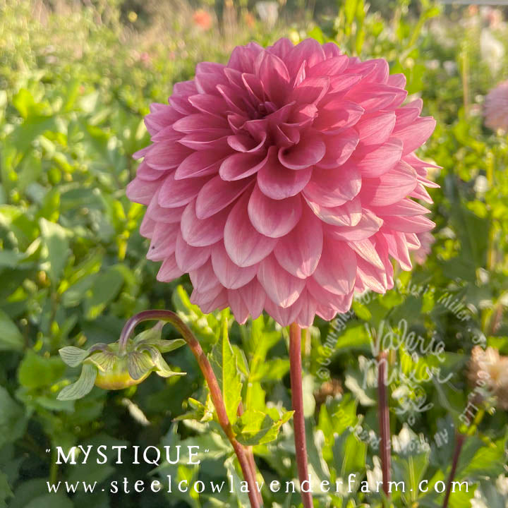 MYSTIQUE DAHLIA TUBER