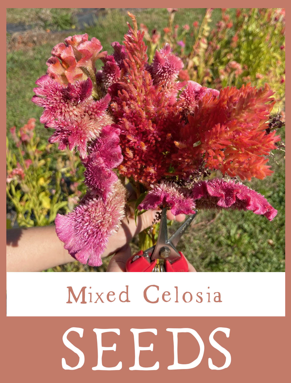 celosia seeds from plant Mixed Celosia Seeds