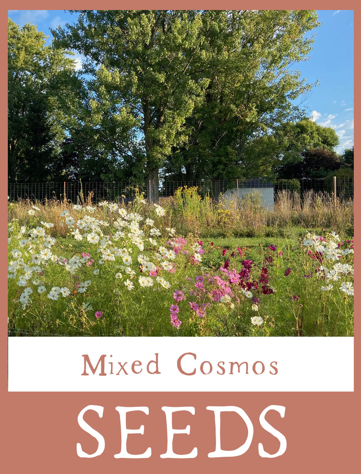 Mixed Cosmos Seeds