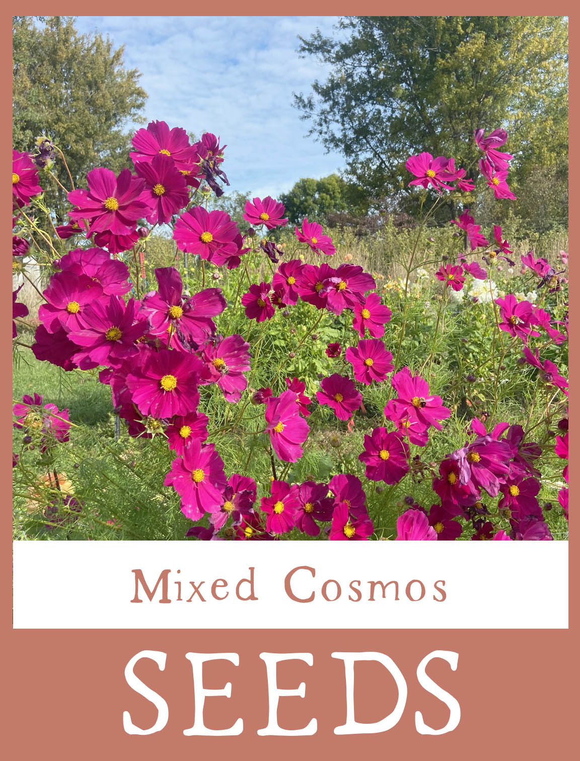 Mixed Cosmos Seeds