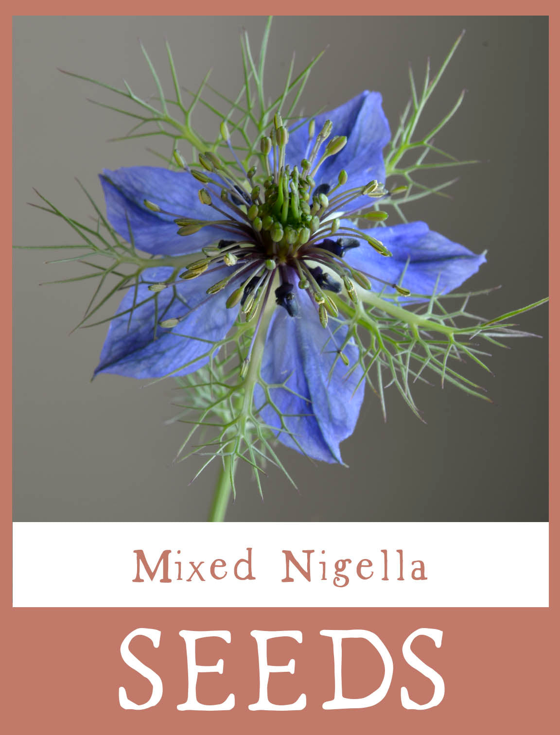 Mixed Nigella Seeds