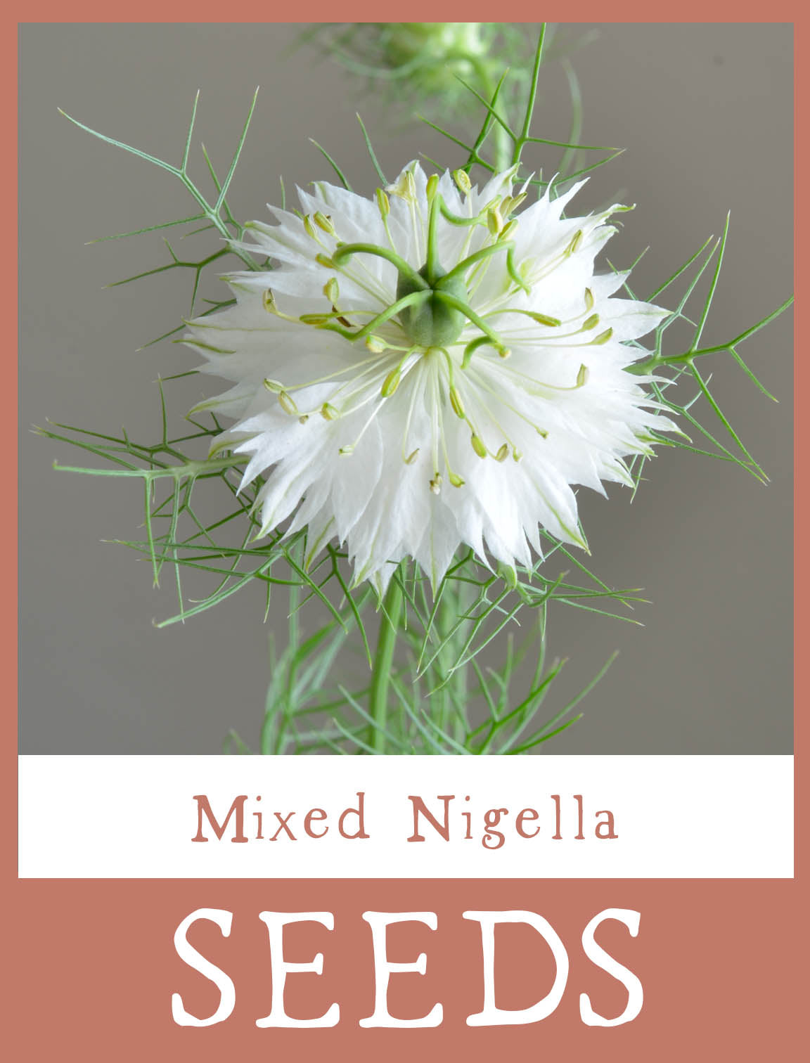 Mixed Nigella Seeds