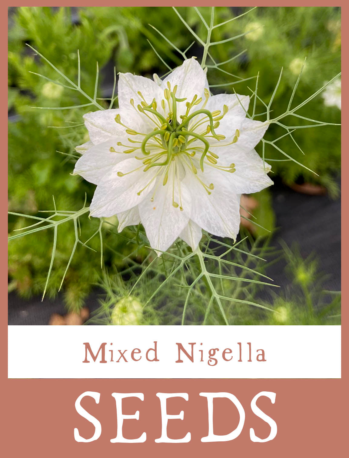 Mixed Nigella Seeds