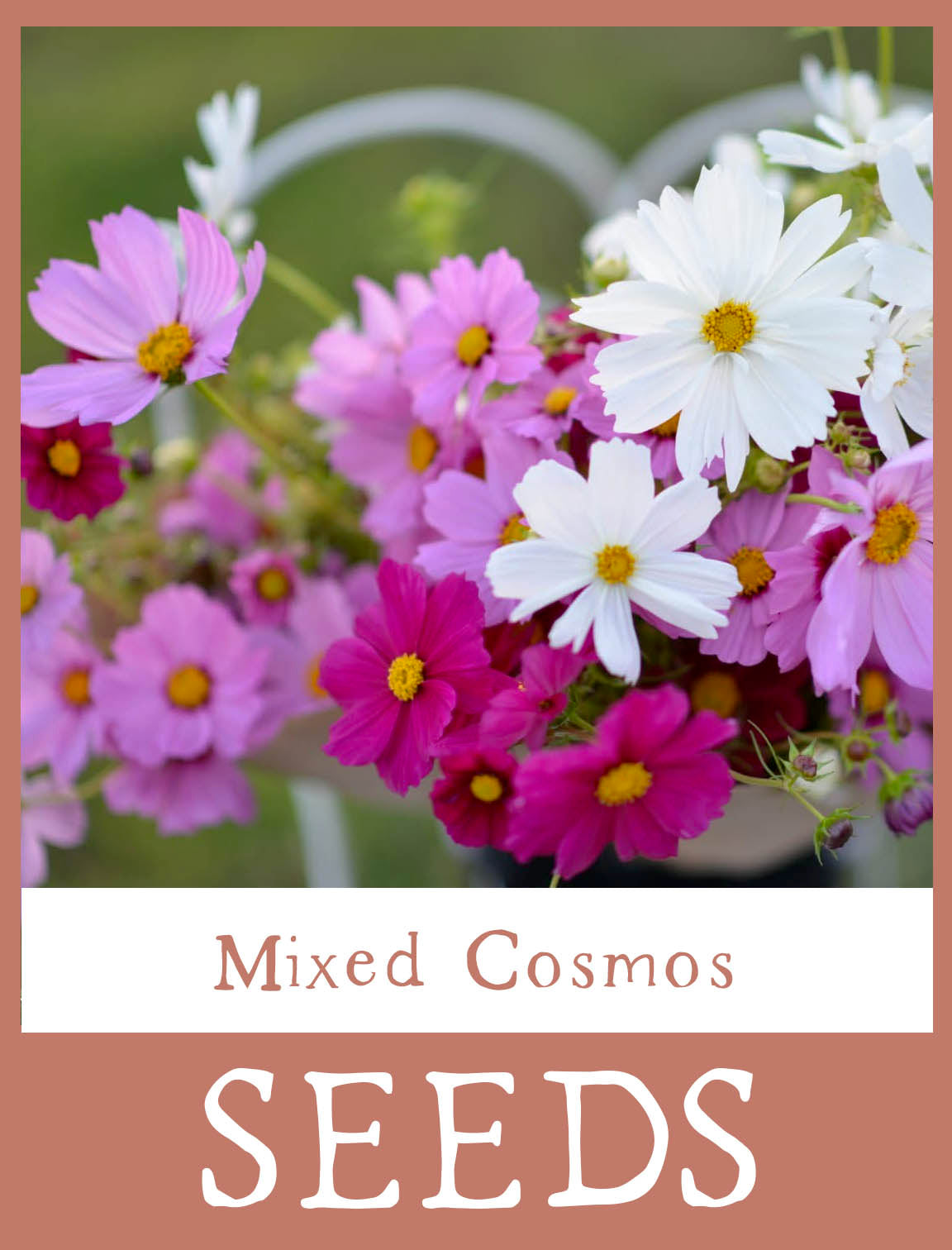 Mixed Cosmos Seeds