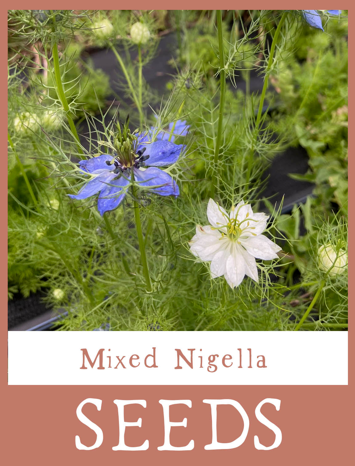 Mixed Nigella Seeds